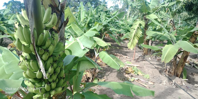 banana farming in Kenya