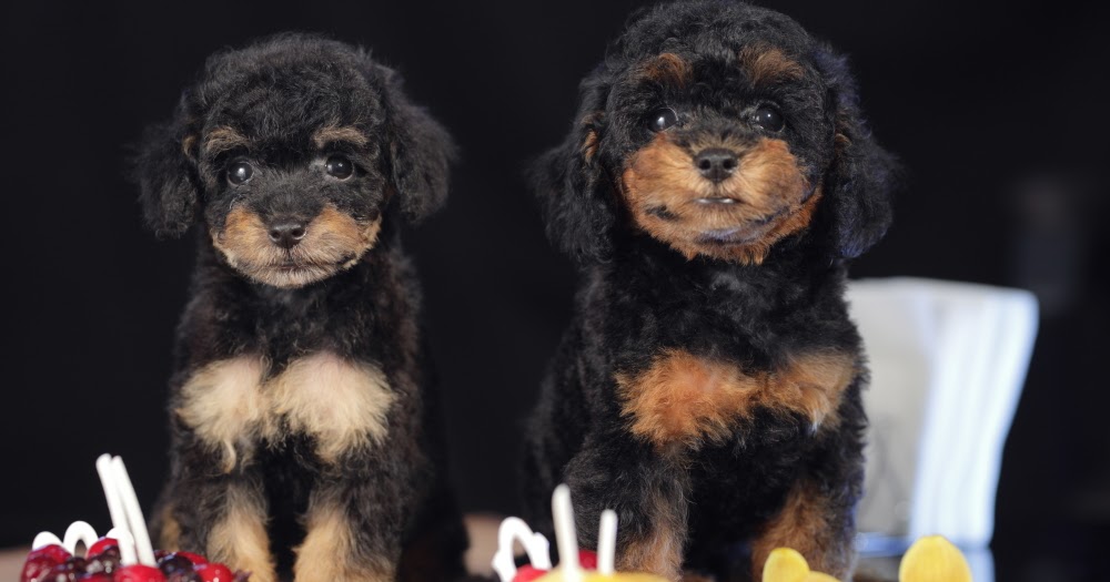 puppies phantom color