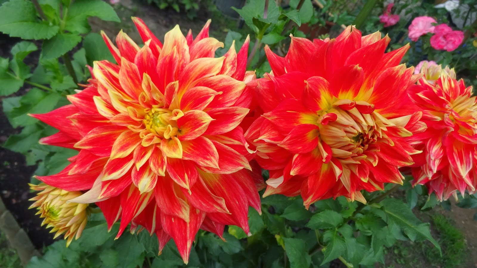 Dahlia flowers: Dahlia catalog-T-Y