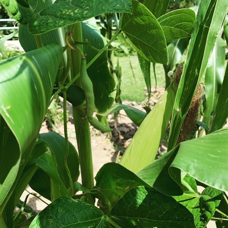 Elm Creek Manor blog Three Sisters Planting Method