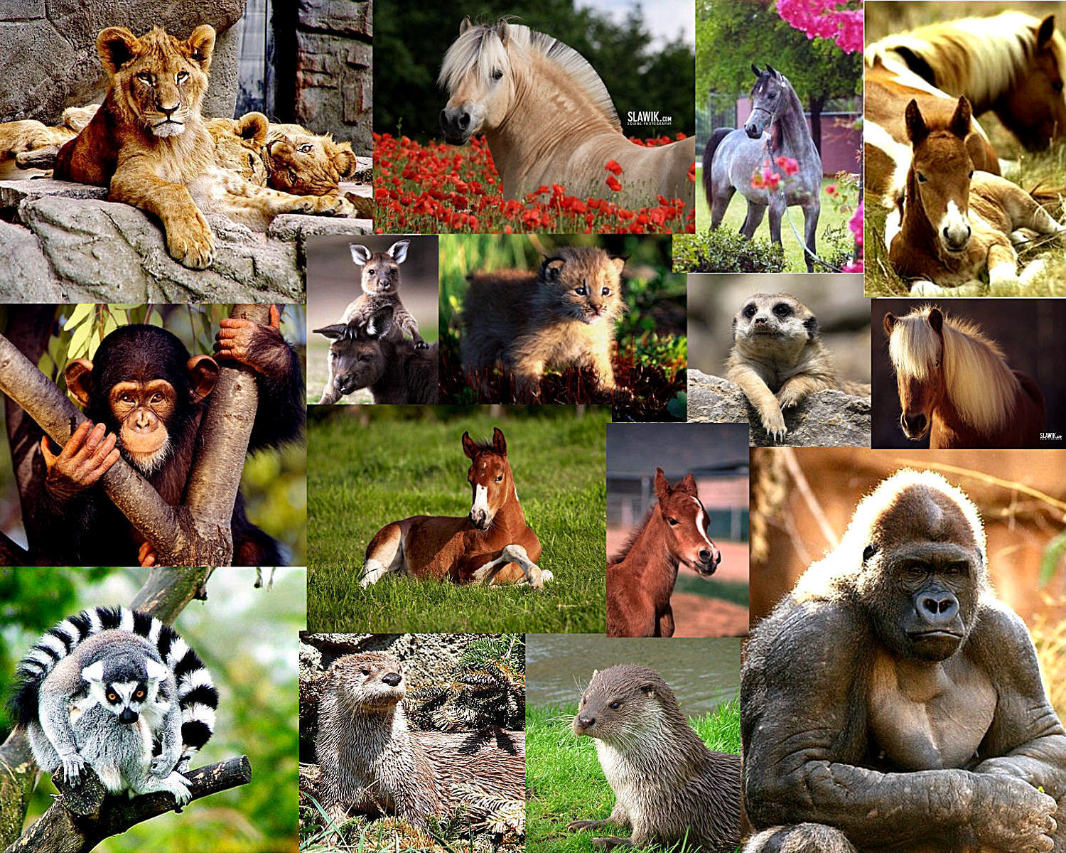 Про 1 зверей. Животный мир. Множество животных. Зоопарк диких животных. Коллаж животных.