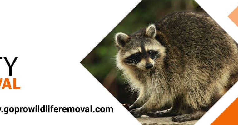 Go pro wildlife removal: Hire the most reliable Lee County wildlife