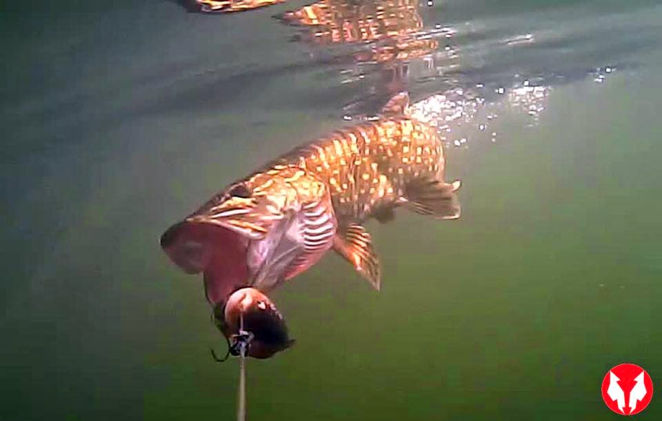 Water Wolf HD Most Common Problems and Fixes!