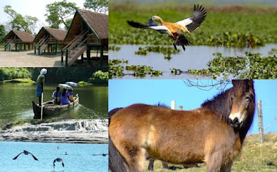 Dibru-Saikhowa National Park