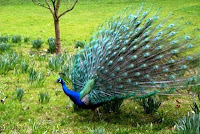 Morachi Chincholi Peacock Sanctuary