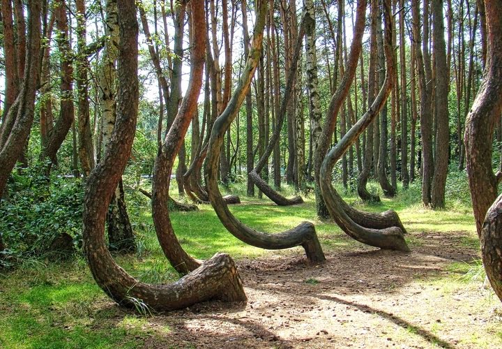Padurea Hoia Forest, Baciu, Cluj
