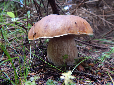 Boletus edulis 444