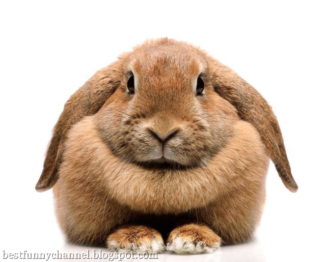 Cute rabbit