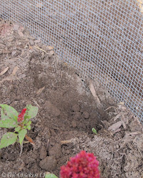 predator chicken cloth coop hardware around digging wire chickens predators rodents run ground control buried coops security tips into dig