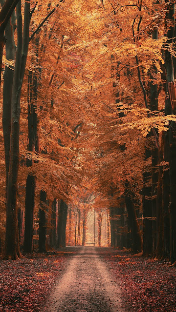 Screen background Forest, alley, trees, road, autumn, leaves Screen background Forest, alley, trees, road, autumn, leaves