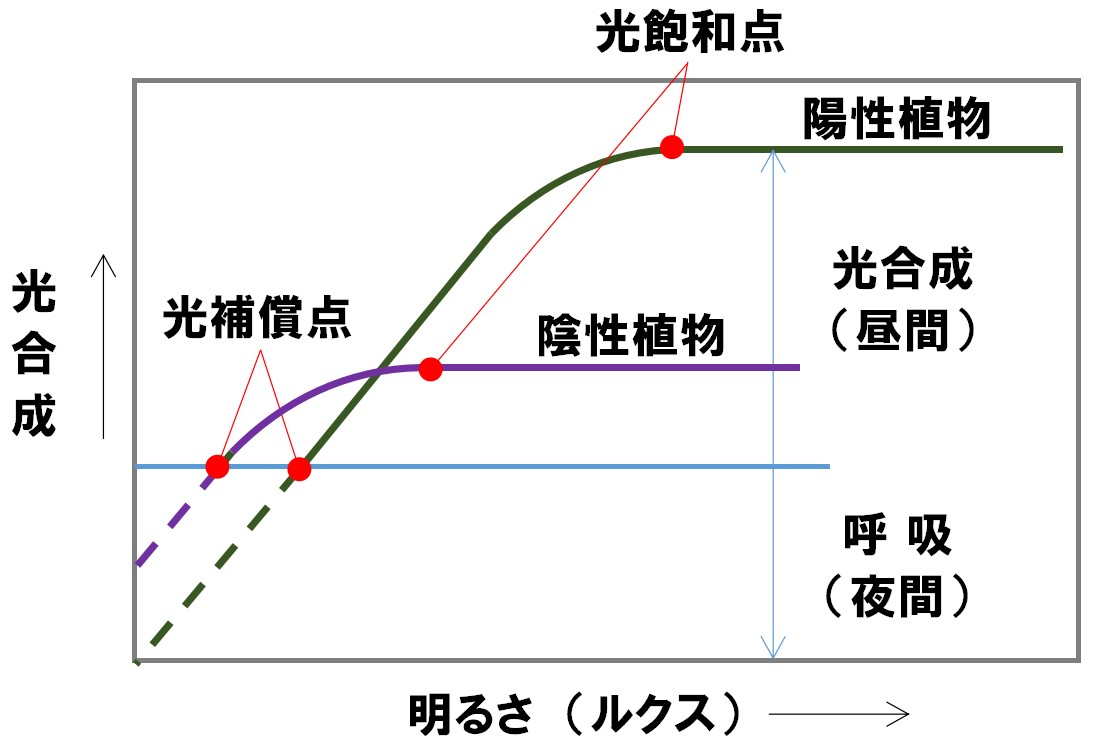 飽和点