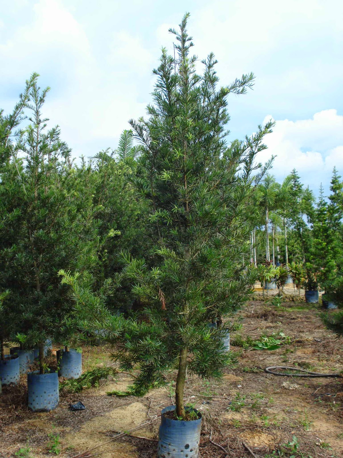 Dari Hutan ke Bandar...: SPESIS PODOCARPUS