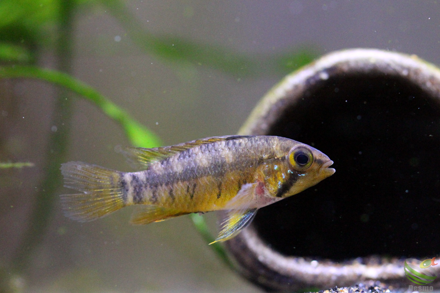 アピストグラマ メンデジィ トリオ F1