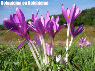 Colquicina ou Colchicina - Substâncias Mais Importantes de Todos os Tempos