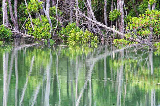 mangrove trees, water, reflection