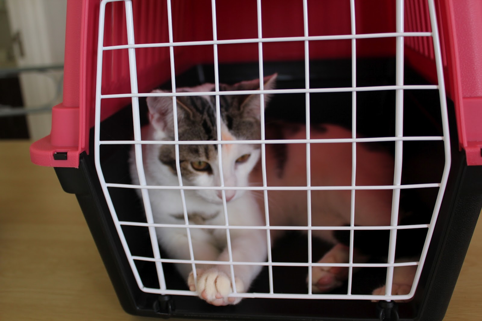 Pedro d'Cat Cat in Cage