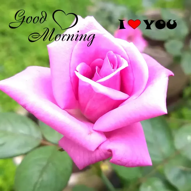 good morning rose flowers