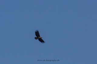 Seeadler Naturfotografie Wildlifefotografie Meerbruchswiesen Steinhuder Meer