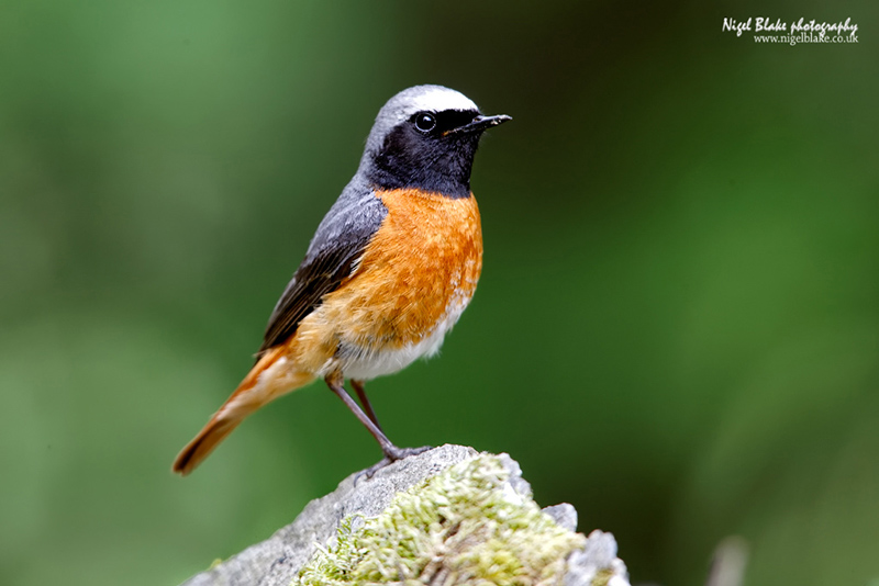 Nigel Blake nature photography Some Welsh birds