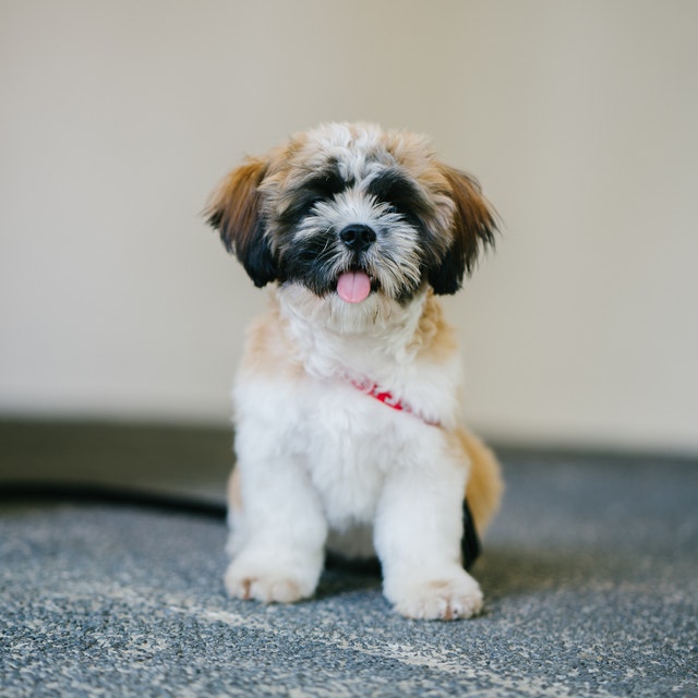 The Shih Tzu is one of the most searched dog breed in the internet all over the world