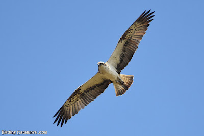 Àguila pescadora (Pandion haliaetus)