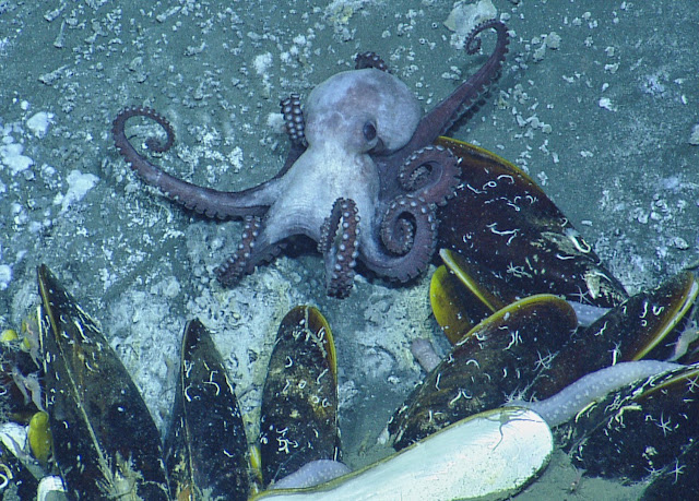 Evidence of predation by octopuses pushed back by 25 million years