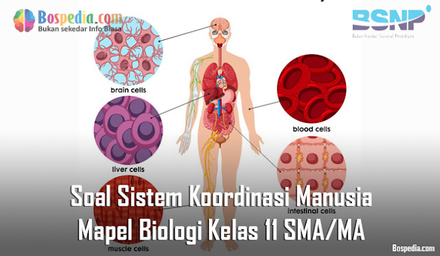 Soal Sistem Koordinasi Manusia Mapel Biologi Kelas 11 SMA/MA