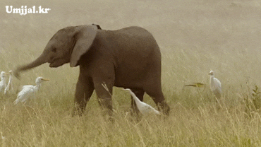 umjjal_kr_129.gif