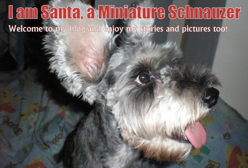 I am Santa, a Miniature Schnauzer