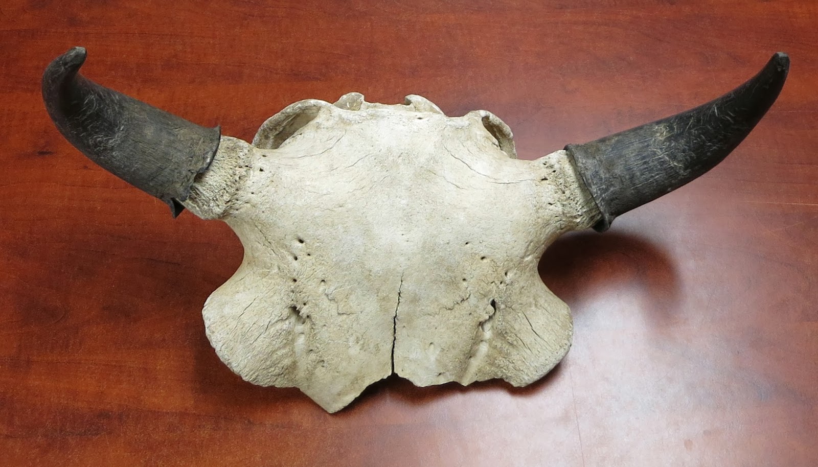 Peace River Museum, Archives and Mackenzie Centre Artifact of the Week