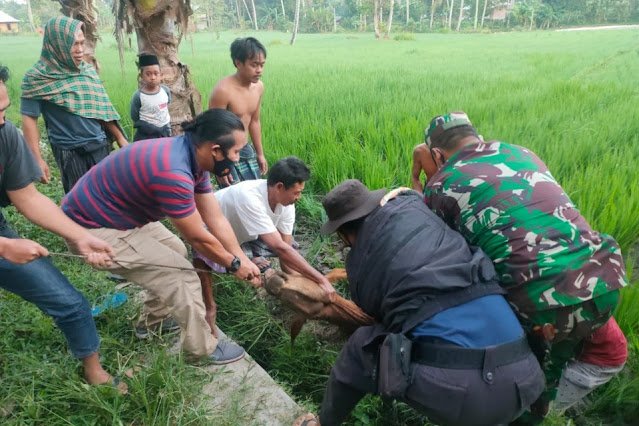 Diduga hasil curian, sapi limusin masih menunggu pemiliknya