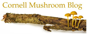 Cornell Mushroom Blog