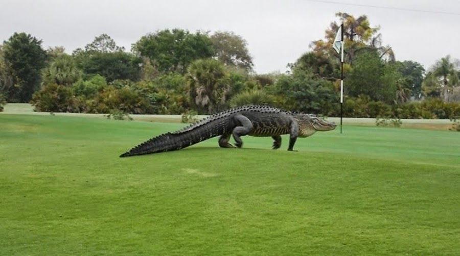 http://freshsnews.blogspot.com/2015/03/krokodeilos-golf.html