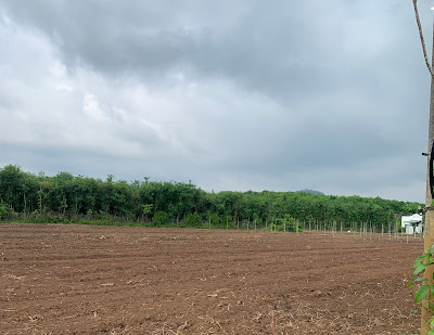 Bán đất làm trang trại tại xã Xuân Trường