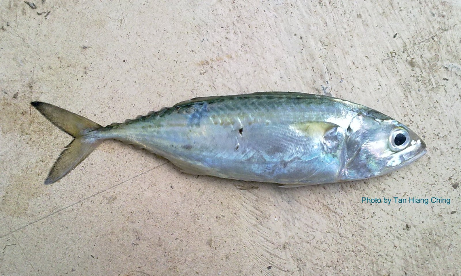 Ikan Kembung Dlm English