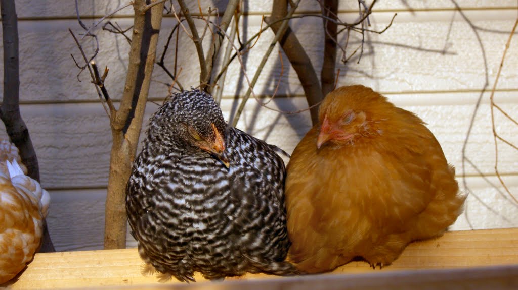 The Boise Backyard Chicken Experience Chicken Mites the not so