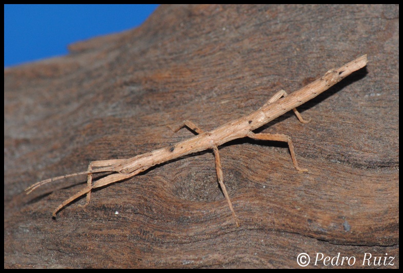 Ninfa hembra L3 de Hypocyrtus ornatissimus, 3,6 cm de longitud Ninfa hembra L3 de Hypocyrtus ornatissimus, 3,6 cm de longitud