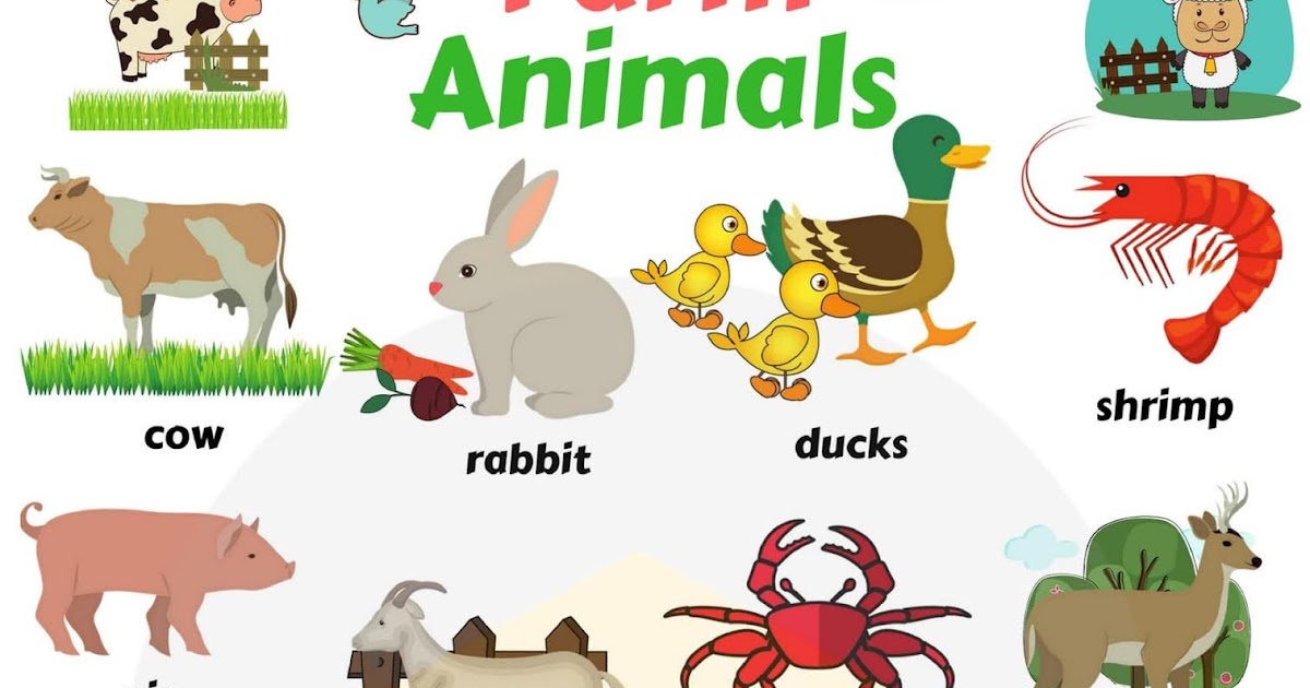 Animals translate