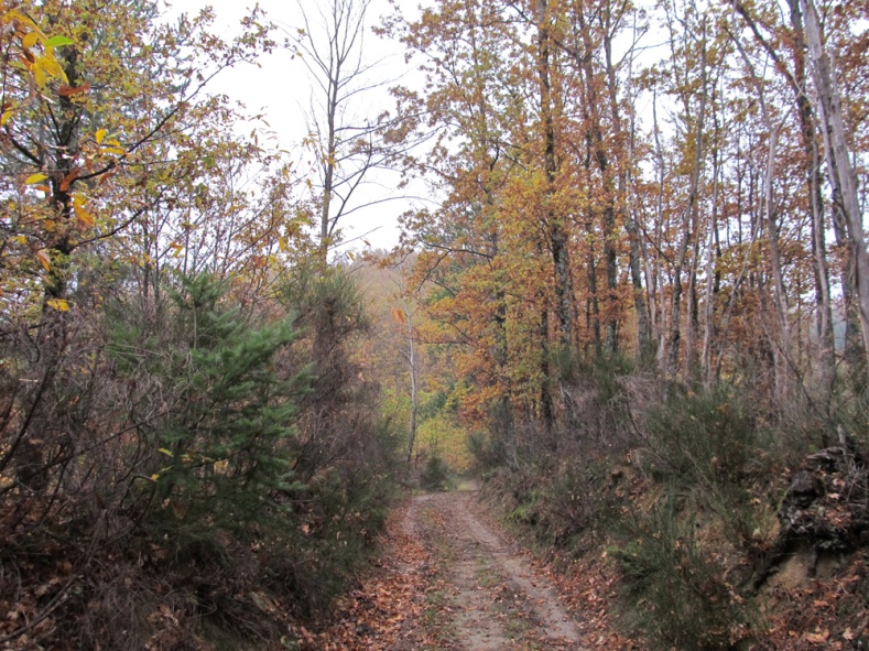 Escursionismo a 360° Da Grezzano al Passo del Giogo (E)