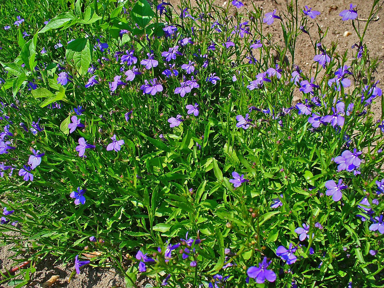Variety of Life Lobelia