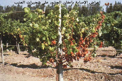 penyakit busuk akar tanaman anggur Pohon Anggur Genjah