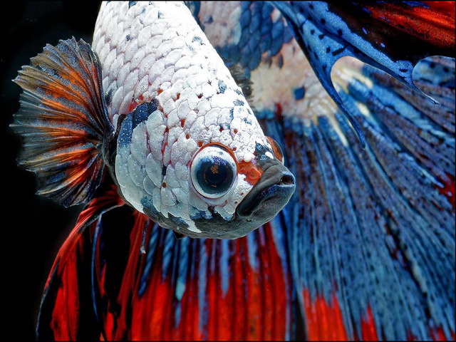 Gambar Gigi Ikan Cupang