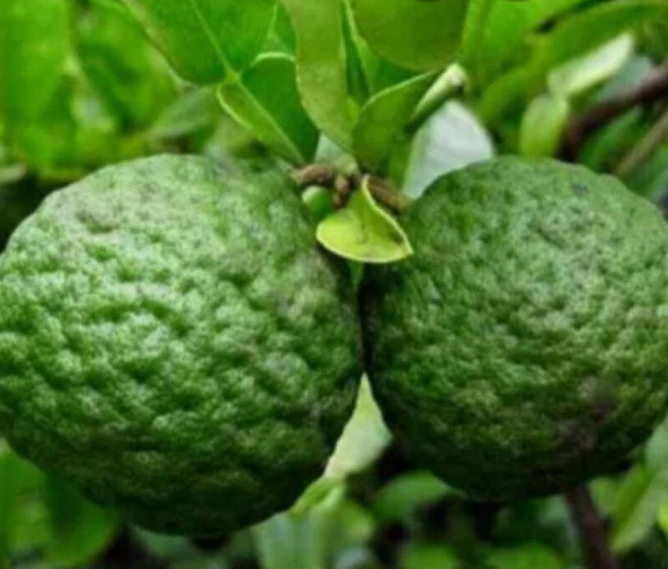 tanaman limau bibit pohon jeruk limo  buah sambal sambel Purwoharjo