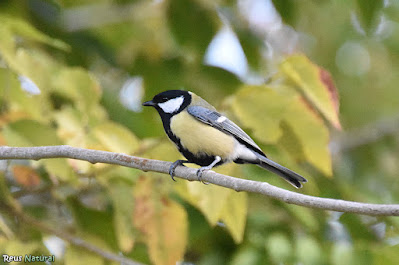 Mallerenga carbonera