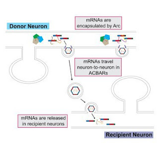 Virus, RNA e sinapsi