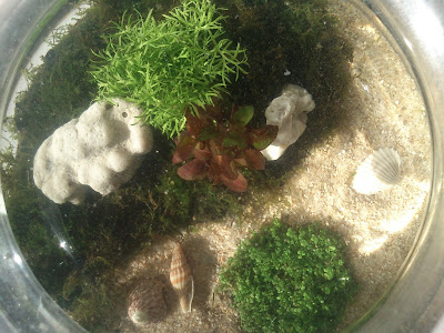 akuarium kecil