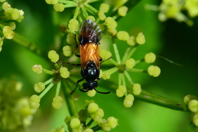Arge cyanocrocea Arge cyanocrocea