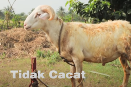 Syarat Ketentuan Hewan Kambing Domba Qurban