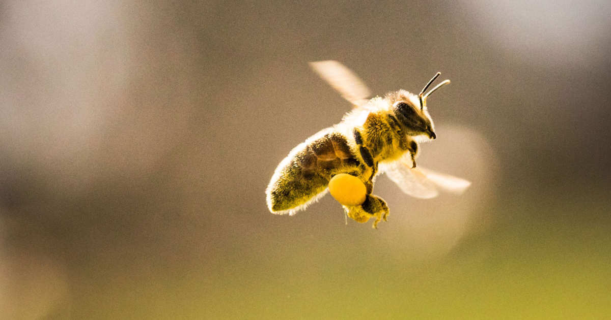 Пыльца крылья. Лапка пчелы. Пчела летит. Пчела с пыльцой. Пчела в полете.