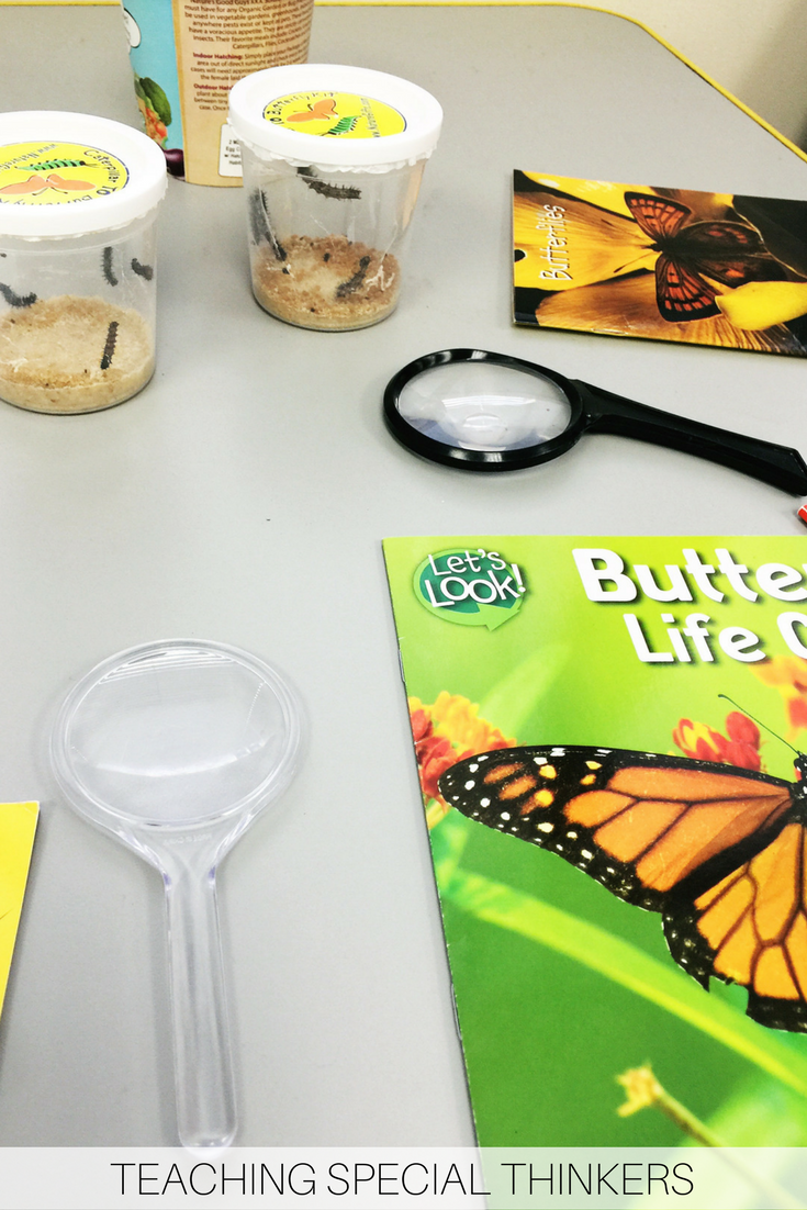 Butterfly Observation Journal Freebie